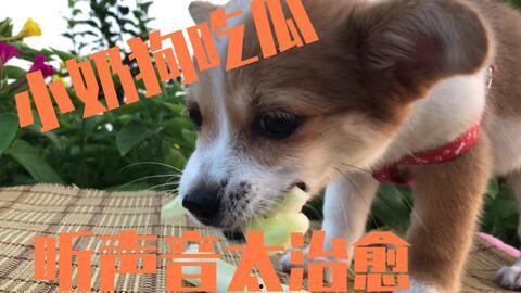 娱乐吃瓜菌小狗视频下载,揭秘小狗视频下载背后的秘密