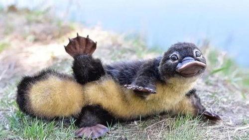 娱乐吃瓜酱鸭嘴兽